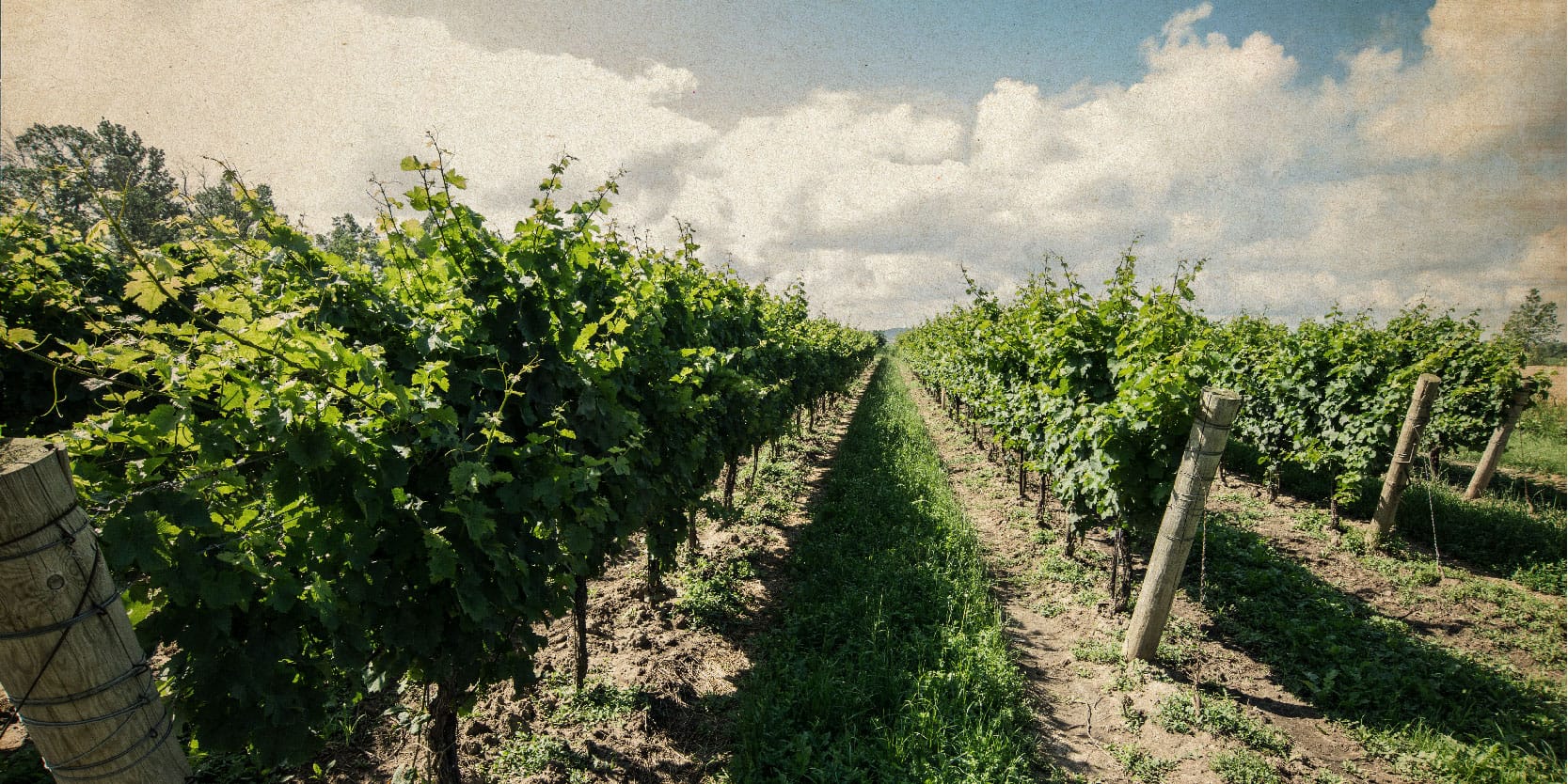 Icewine guide