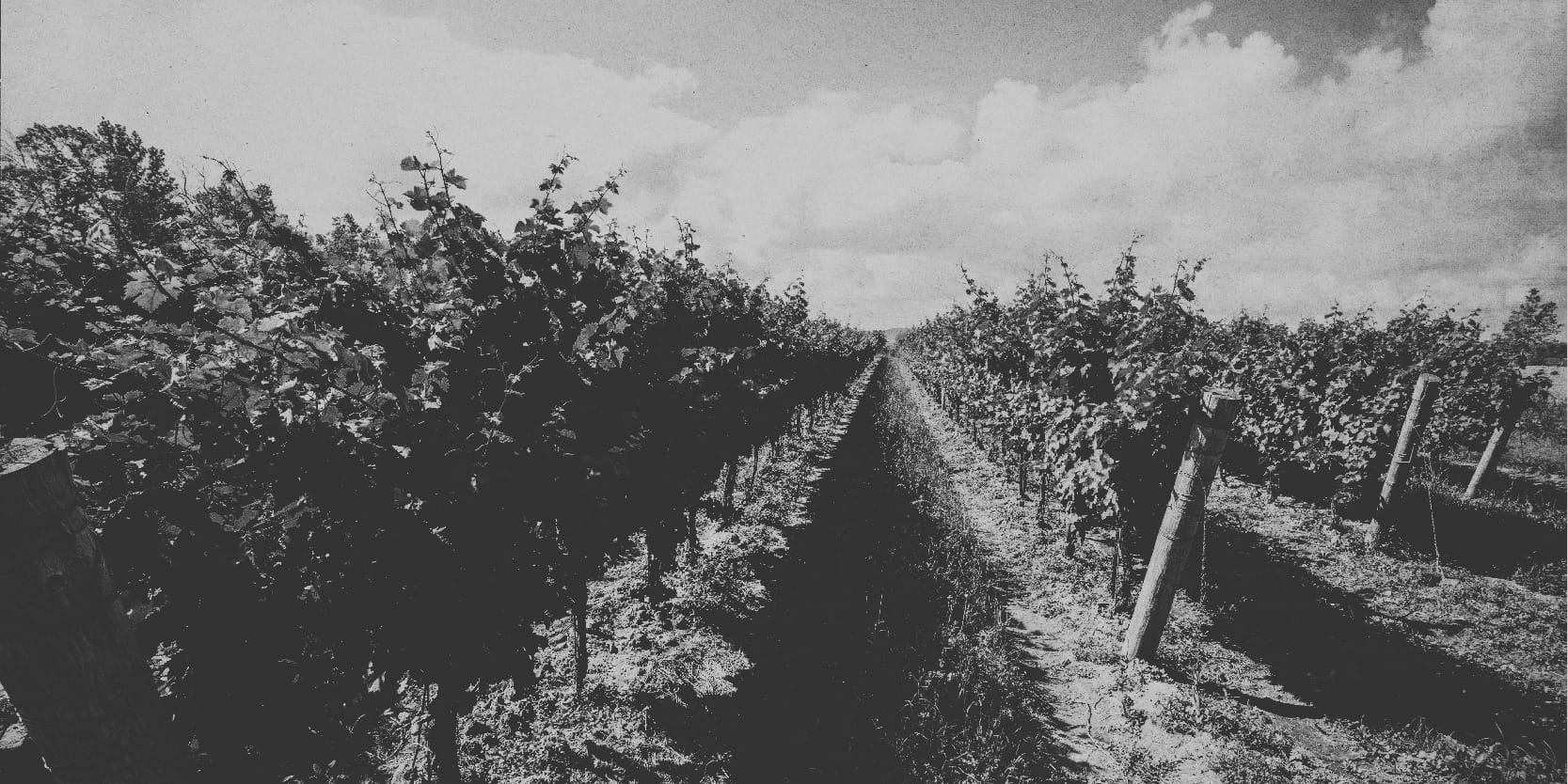 The vineyard and patio